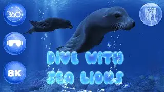 Dive with Sea lions in 360° | Ocean Rift VR [8K]