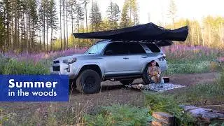 Summertime boondock: our first PNW dispersed campsite. Off-grid solo camping with my dog on BLM land