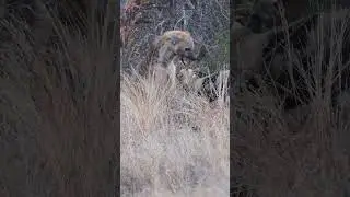Stop Following Us! 4 Wild Dogs Bite Lone Hyena