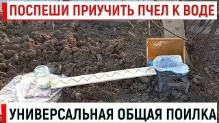 Поспеши приучить пчел к УНИВЕРСАЛЬНОЙ поилке
