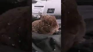 #карликовыйкролик #моялюбовь