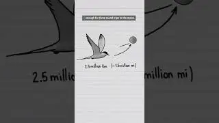 How far does the furthest migrating bird fly? 
