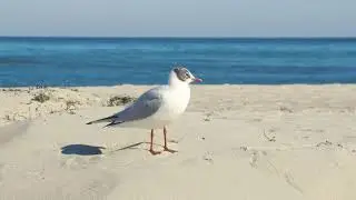 Sonne pur, Frühlingswochenende 12.03.22, viele Grüße von der Ostsee....