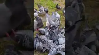 Peace,Love and Pigeons #shorts #fyp #pigeons #birds