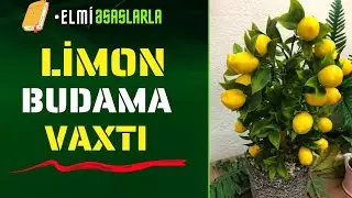 🍋 Limon budama vaxtı | Limon ne zaman budanır? / #elmiəsaslarla #limon    #budama #обрезка