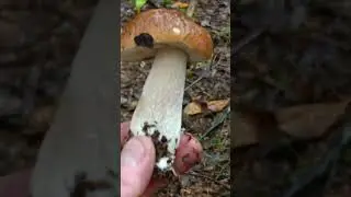 #mushroom #грибочки #nature 