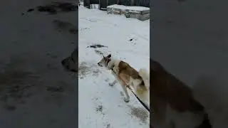 Запрягли собаку