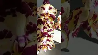 Орхидея Phal. OX Sponge Bob. второе цветение бабочками, а вот первое было без мутации!