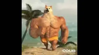 пёс накачался | equinoxes