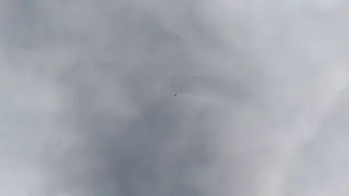 У шестимесячного голубя сильная кровь