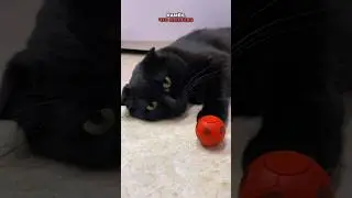 ПОЧЕМУ после коварного кусь Котик делает милый лизь😻? 