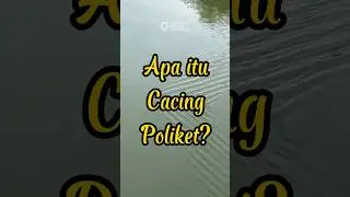Cacing Berambut