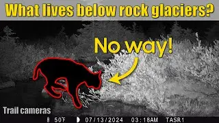 Wildlife Cameras in the Alpine: Hidden Life Above Treeline