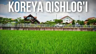 Bir qarich yer bo'sh qolmaydi Koreya qishlog'ida