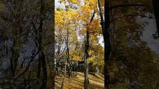 Яркие краски осени в центральном парке города Раменское #путешествие в осень