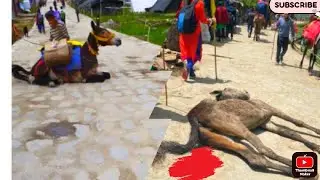 KEDARNATH   CRUELTY IN KEDARNATH WITH HORSES 🐎