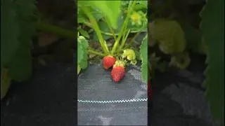 First of my strawberries of 2024