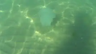 Море/ медузы/ Анапа