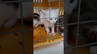 anak kucing lucu mixbreed