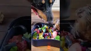 How to Give Dogs Medicine