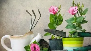 Эустома: посадка и уход