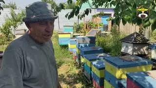 Технологія роботи з відводками ПОВНИЙ ЦИКЛ 2024. Пасіка дяді Міші