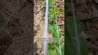 Cheapest Vegetable Trellis! 