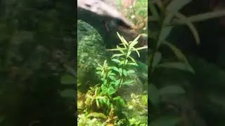 baby shrimps