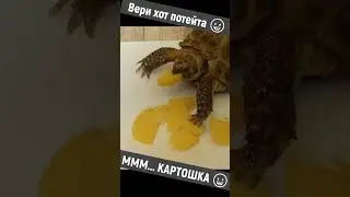 МММ...  ГОРЯЧАЯ КАРТОШКА 😀 Вери Хот Потейто!  #приколы #shorts  #смешныевидео #картошка #черепаха