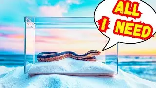 Ball Python Setup for Beginners With Purchase Links