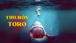 Tiburón Toro (2022) Pelicula Completas - Thom Hallum, Billy Blair, Lindsey Marie Wilson