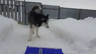 Хаски и снеговая лопата!