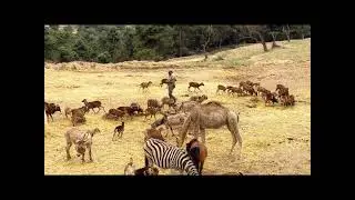 Safari Aitana Alicante