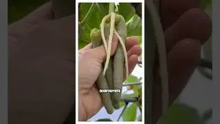 Мармеладно-червячный фрукт
