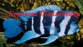 Frontoza (Tanganyika Queen)