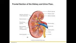 Lecture 1 Urinary System Introduction