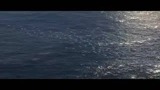 bird of passage migrant