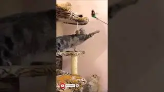 A Chunky Cat Plays with a Toy 🎉 