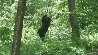 MIND NUMBING BIGFOOT TRAIL CAMERA