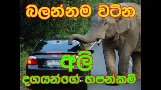 Elephant Attack I