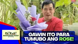 Paano magtanim ng rose?