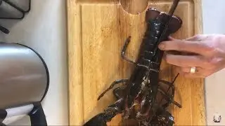 **WARNING VERY GRAPHIC** How to cook live LOBSTER at home