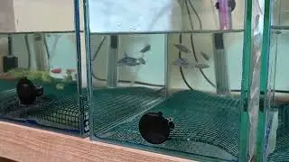Разведение данио глофиш в домашних условиях Как разводить данио