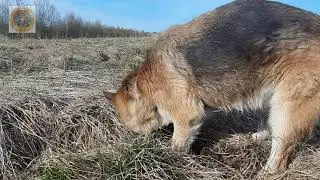 Люблю Немецких овчарок.