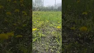Наше поле одуванчиков