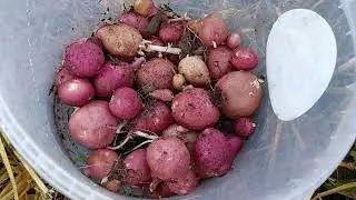 Сбор картошки с двух мешков туб