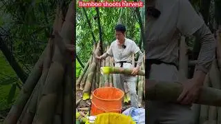 Bamboo shoot planting and quick harvest: one slice is good,crisp sweet and tender竹筍種植與快速收成：一削即好，脆甜鮮嫩