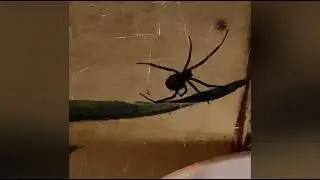 Black Widow