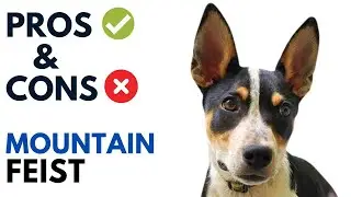 Mountain Feist Pros and Cons | Mountain Feist  Advantages and Disadvantages