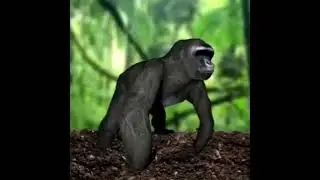 ape cube